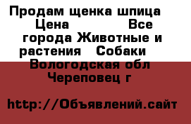 Продам щенка шпица.  › Цена ­ 15 000 - Все города Животные и растения » Собаки   . Вологодская обл.,Череповец г.